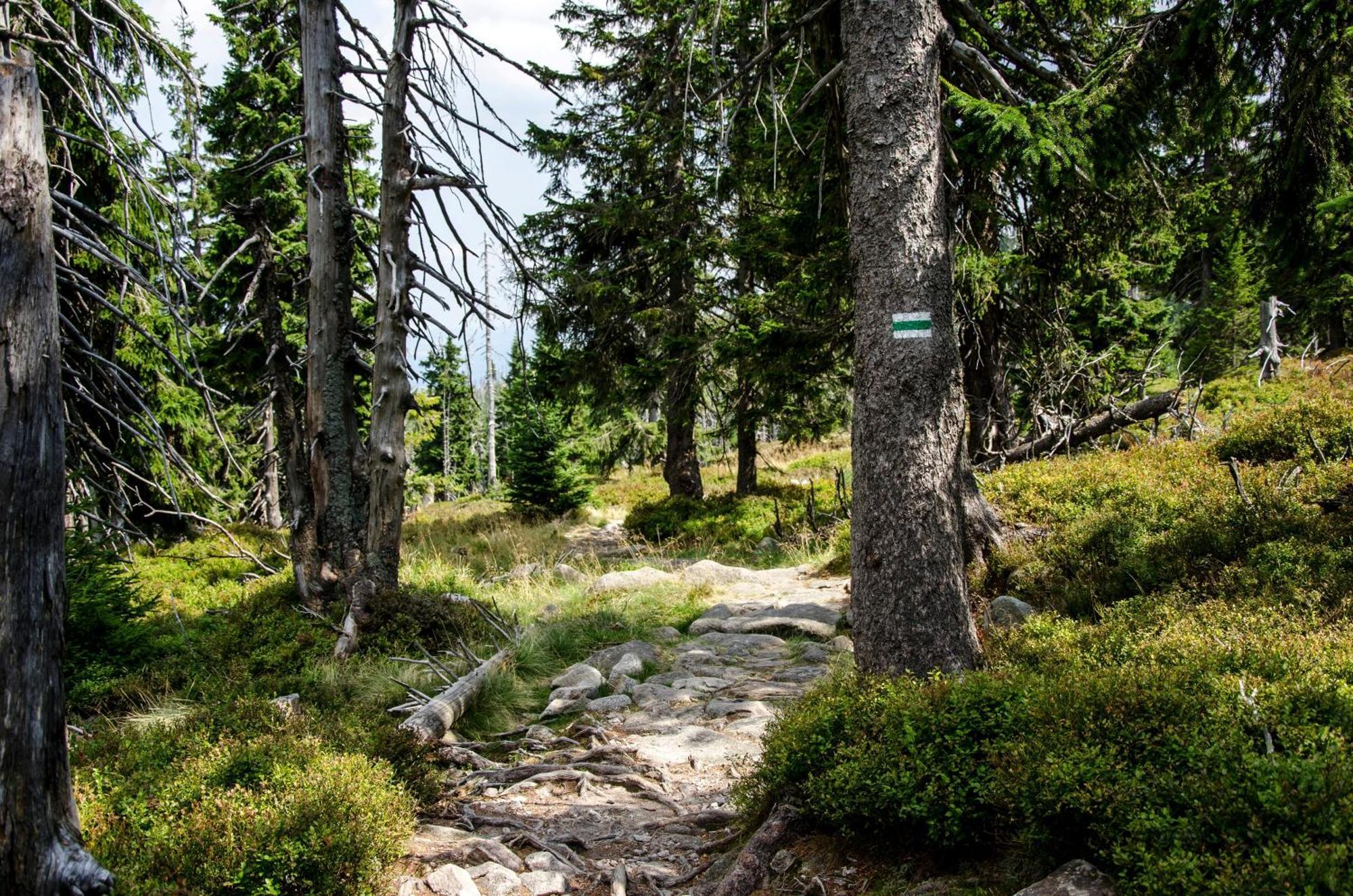 Elements Hotel&Spa Swieradow-Zdroj Exterior photo The trail near the summit of Mount Si